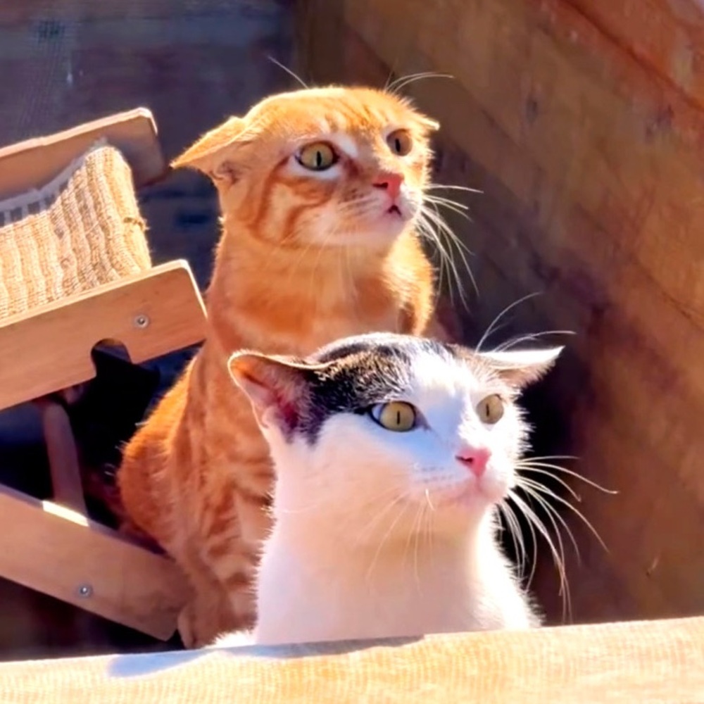 Meet your Posher, Randa